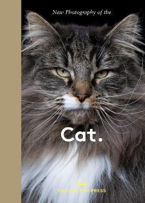 New Photography of the Cat.: The best new photography of cats.